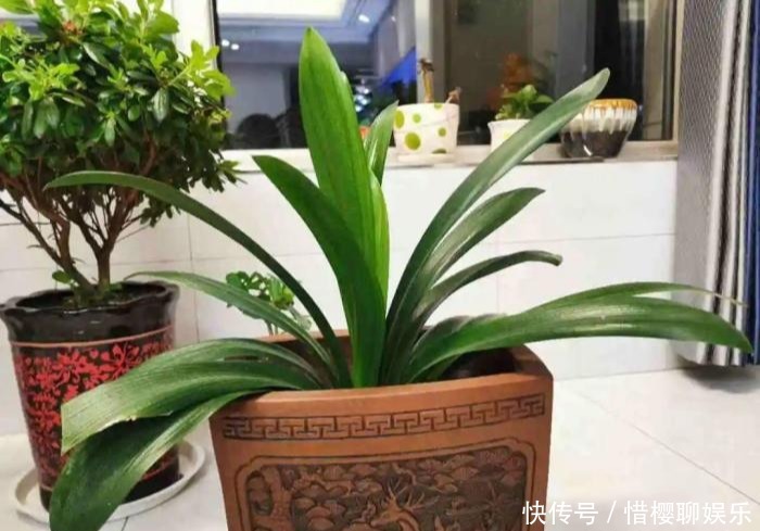 家里有此7种花,少浇水不能晒,天热要休眠早看早知道