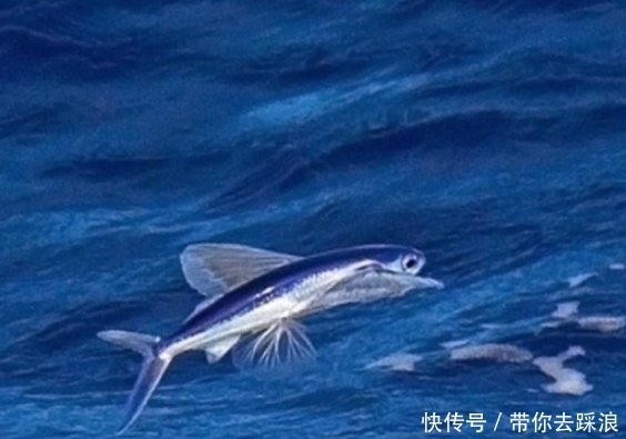 证实|《山海经》中被证实真实存在的动物有哪些?