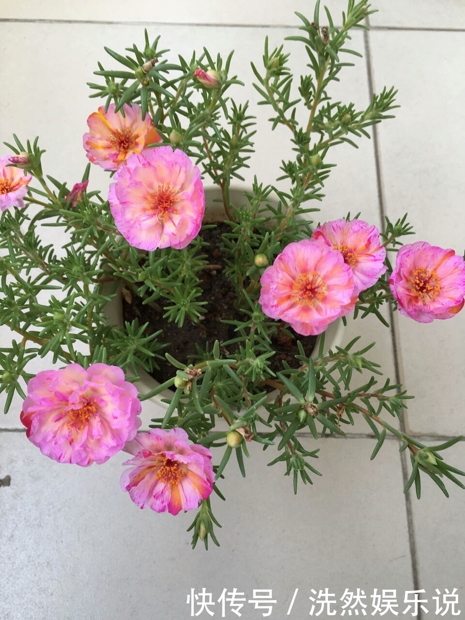 老桩|金枝玉叶又能派上“大用场”,嫁接几根太阳花,变成老桩“花柱”