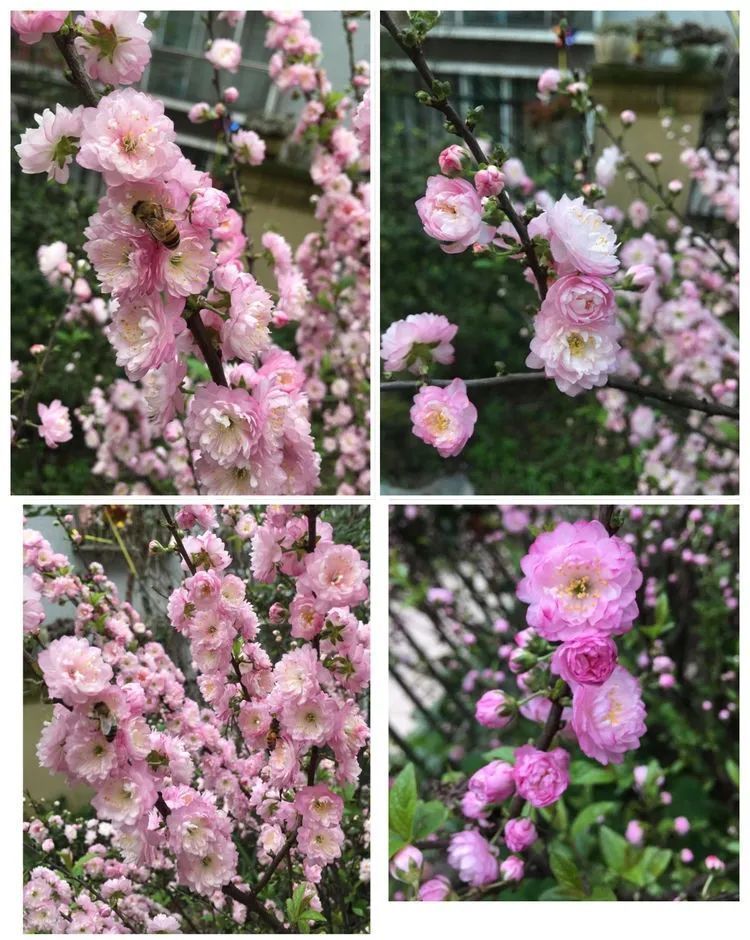 养多肉会上瘾,3年养了500多盆,既美化了环境又愉悦了心境!