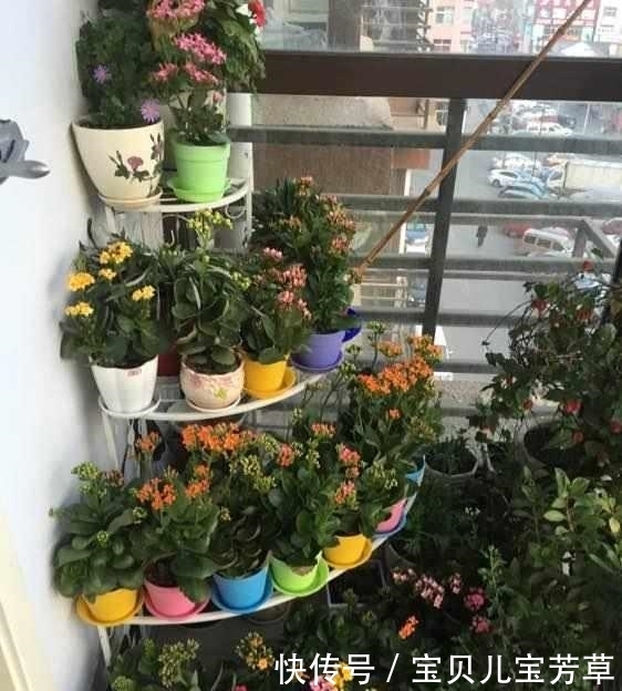 从养1盆死1盆,到1盆变100盆长寿花,姥姥只用了3小技巧