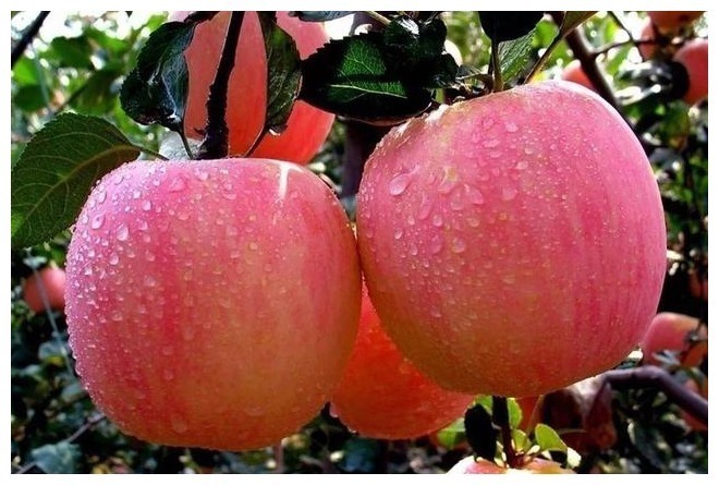 禁忌|糖尿病患者饮食清单公布,收藏一下,来看下“禁忌”和“适宜”