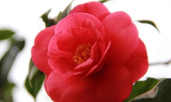 烧香拜佛|去寺庙进行烧香祭拜时,切记3大禁忌,如果触碰了拜佛毫无意义