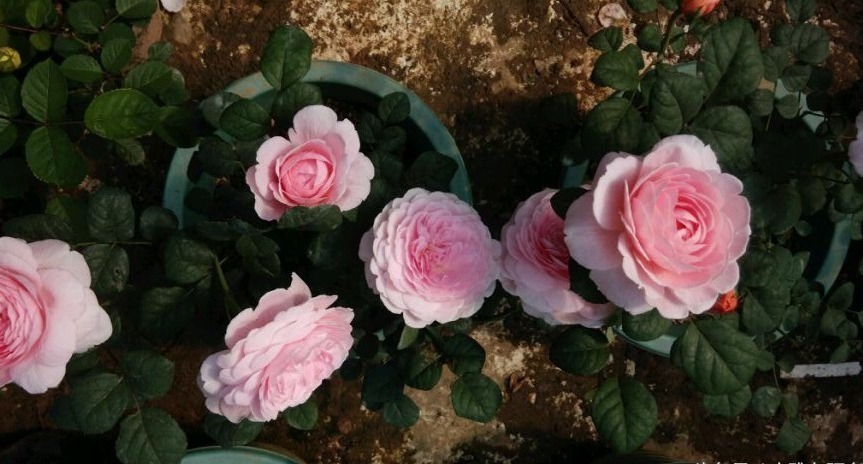 盆土|花盆里放一个小玩意,盆土常年透气不板结,盆栽长得壮开花多