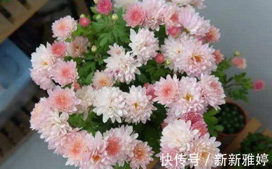 夏菊|养花试试此几款，养一盆满屋飘香，心情愉快，天天好心情