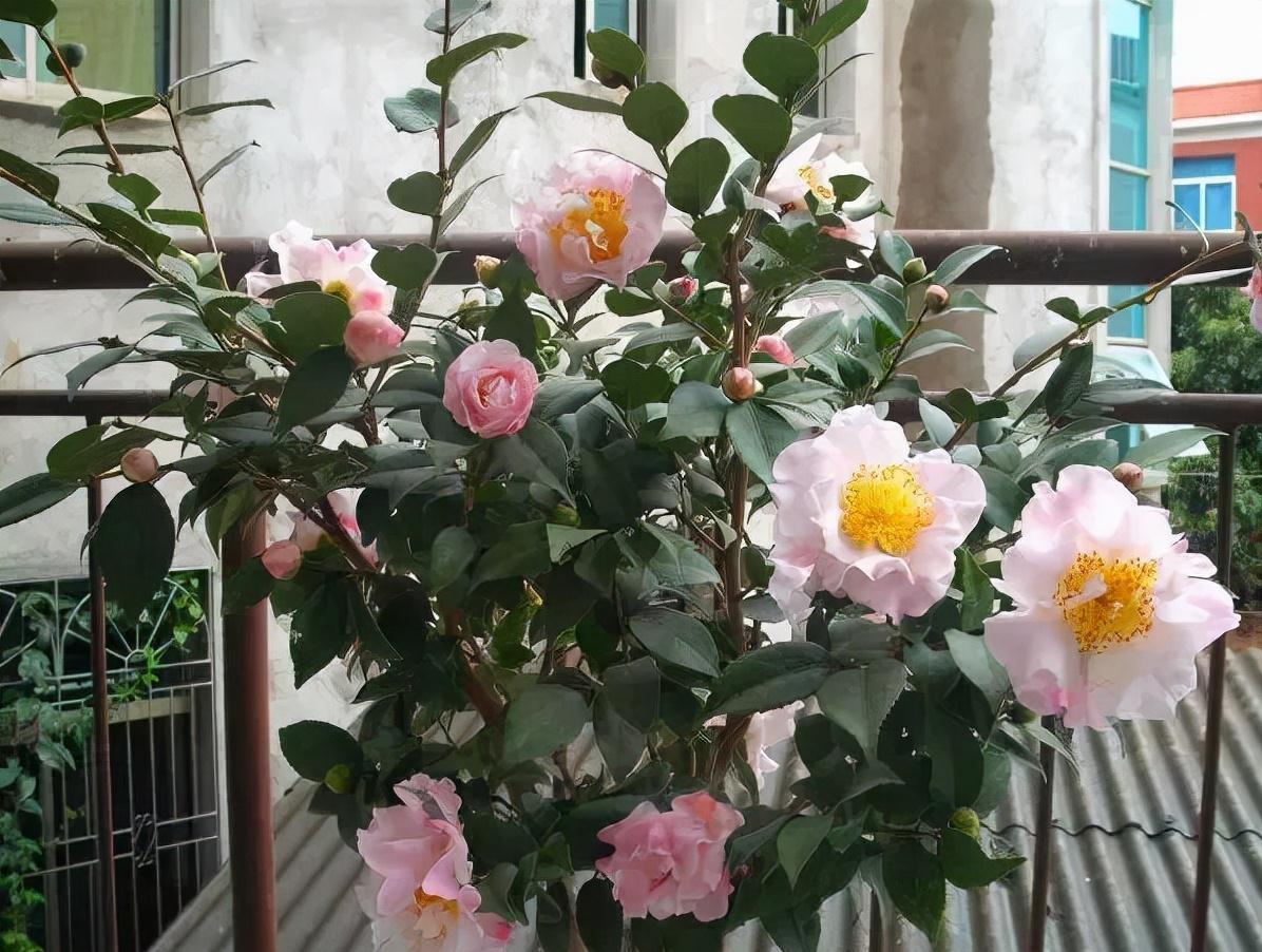 长寿花|天气冷,六种花要干养,少水多晒才健壮,养成老桩更旺家