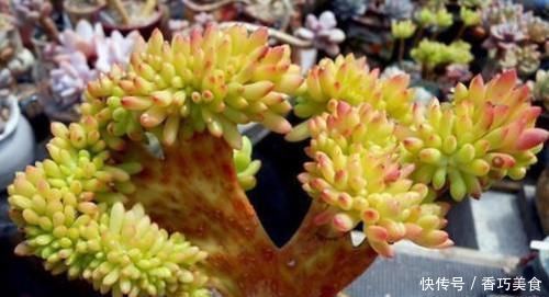 想要多肉变形教你4招缀化方法,第3种1周就能变成鸡冠头