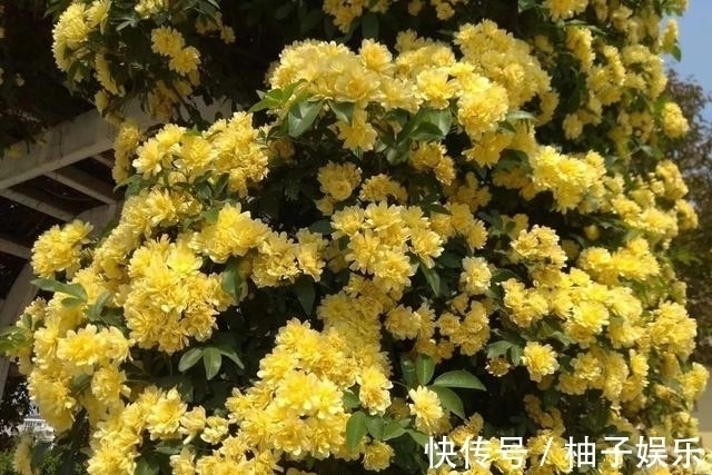 院子再小，也要养棵它，2年长一片，开花特别美，左邻右舍都说香