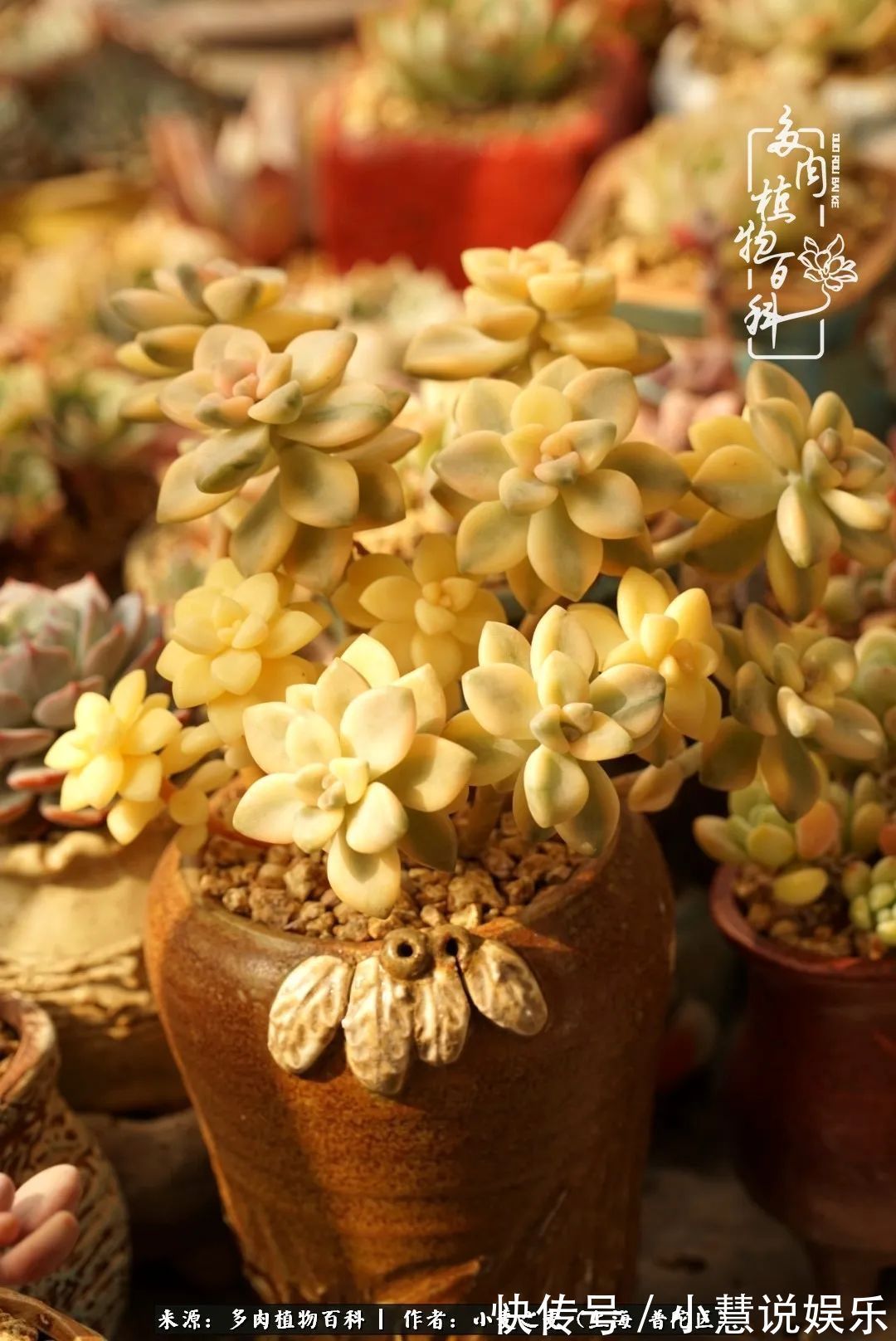 肉如人生,遇见多肉,遇见美!附个人多肉养护经验!
