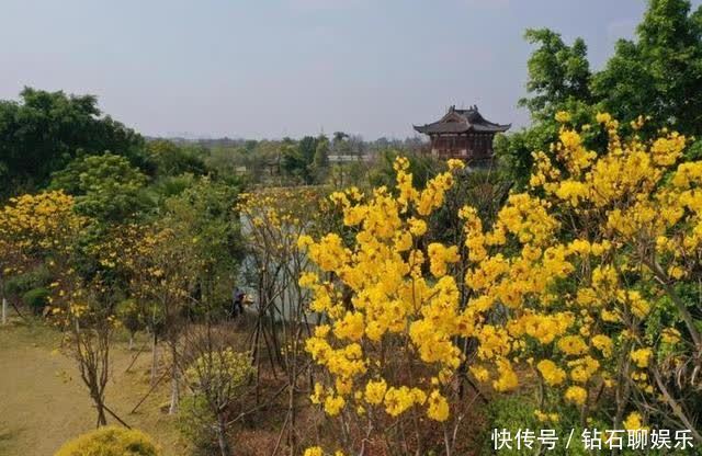 三月|花样荷城,美不胜收!
