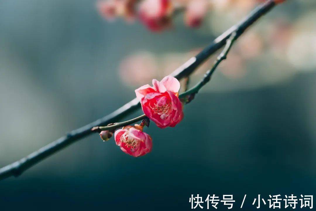 词人@姜夔在苏州赏梅时,一连写下两首咏梅词,为何都能好评如潮?