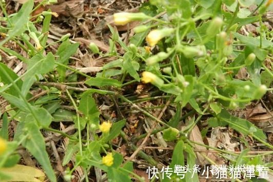 牙疼|立秋后,头疼、牙疼很难受,莫慌!常食此野菜,治疗头疼、牙疼