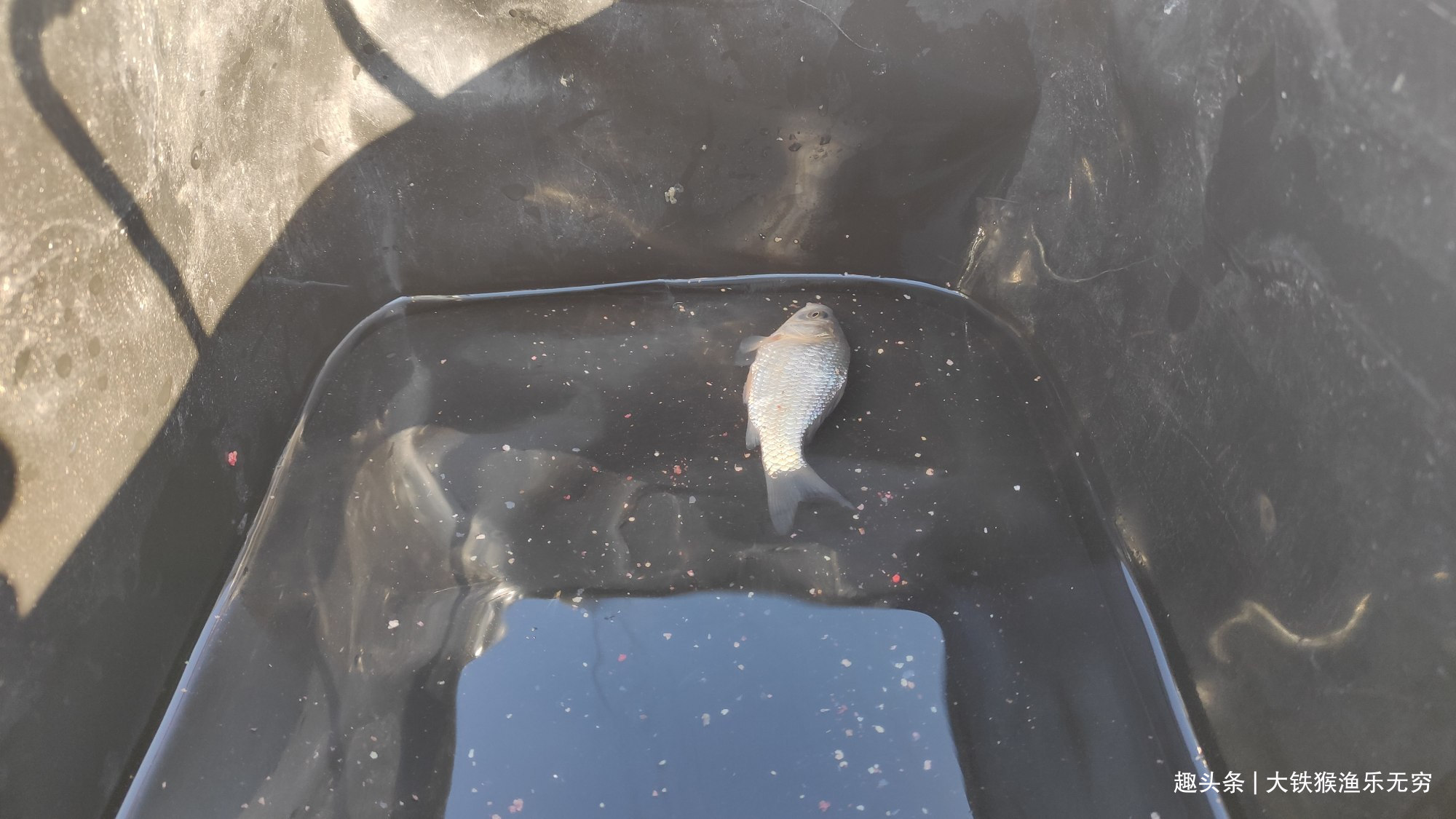 老头|民间60岁钓鱼高手，一招解决春季鲫鱼没口问题，请收下我的膝盖吧