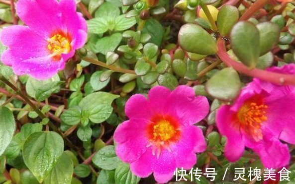 花卉|客厅最适合养这种“花”,不仅能乌发,还开花100天,赶紧养1盆