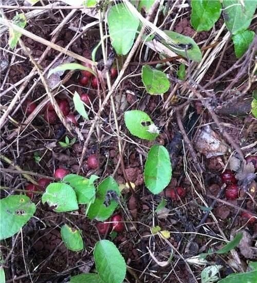 风湿|农村一果子是“风湿”的克星,阳台盆栽一盆,好吃营养还省钱!