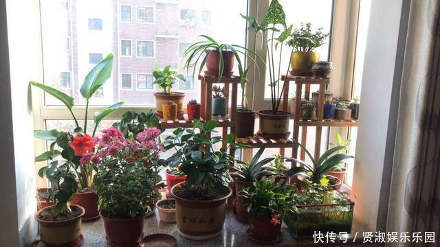 4种“药”过期,牢记“不能扔”,全是养花“宝贝”,肥效强10倍