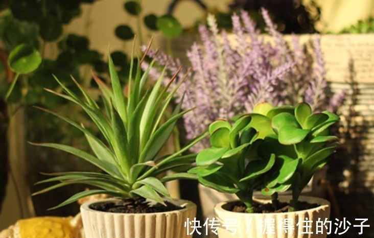 抓蚯蚓放花盆里,小齐也曾犯过这个“错误”,盆栽花卉不要尝试