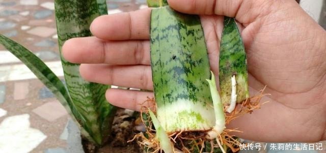 生根粉别用了,自制2种“生根剂”,插穗“蘸一下”,呼呼冒白根!