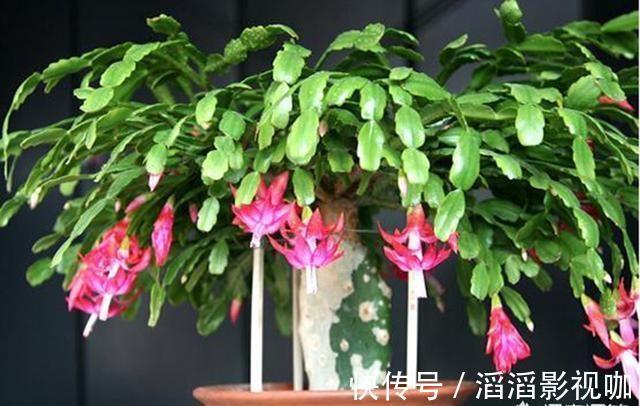 季节|嫁接蟹爪兰最好的“季节”，仙人掌割一刀，插上蟹爪兰，飞快开花