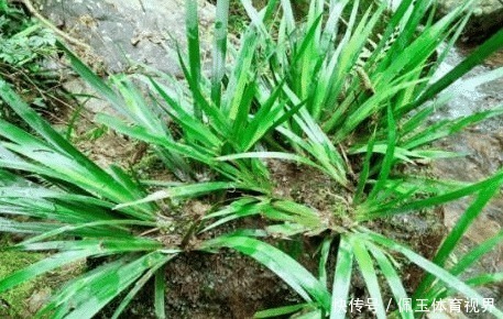 茴香菖蒲|全株有香气，随手摸随手香，煮肉鲜美无比，现如今很值钱，请移栽