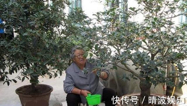 农村院子里最适合种的5种树，不但寓意好，而且美观又实用！
