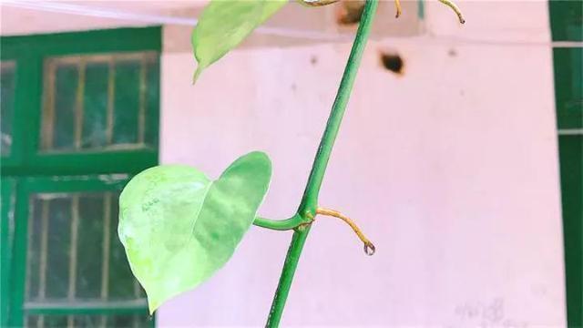 绿萝长气根“别乱剪”,找对原因“用对肥”,半年长到2米