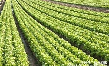 莴笋|此蔬菜不仅能强壮机体、防癌抗癌,还能缓解老年人群的三高症状