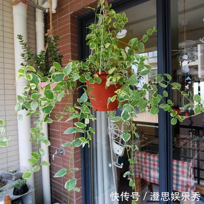 6种花,能养人,高档大气有品味,越养越有“好身体”