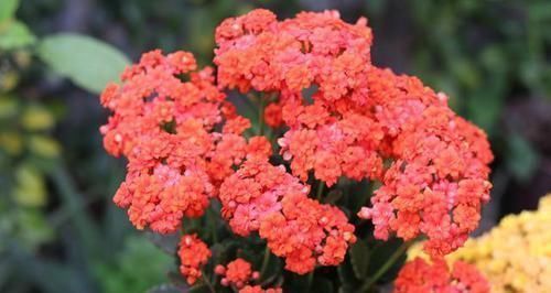 修剪|养长寿花,想要开花爆盆,“修剪”不能少,做好一次能开千朵花