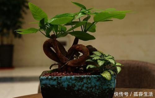 档次|养花不如养盆景，3个套路，把花养成“裸根盆景”，提升档次