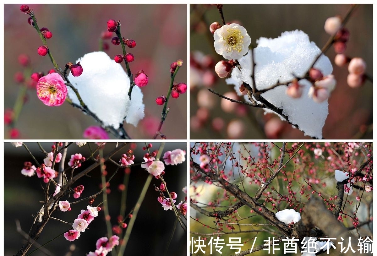 蝗灾！苏轼离任密州时恰逢除夜大雪，作五言诗一首，心系百姓、感人肺腑