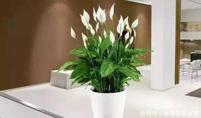 帆风顺|这些花最讨厌太阳,越阴凉越爆盆,还能开满花!