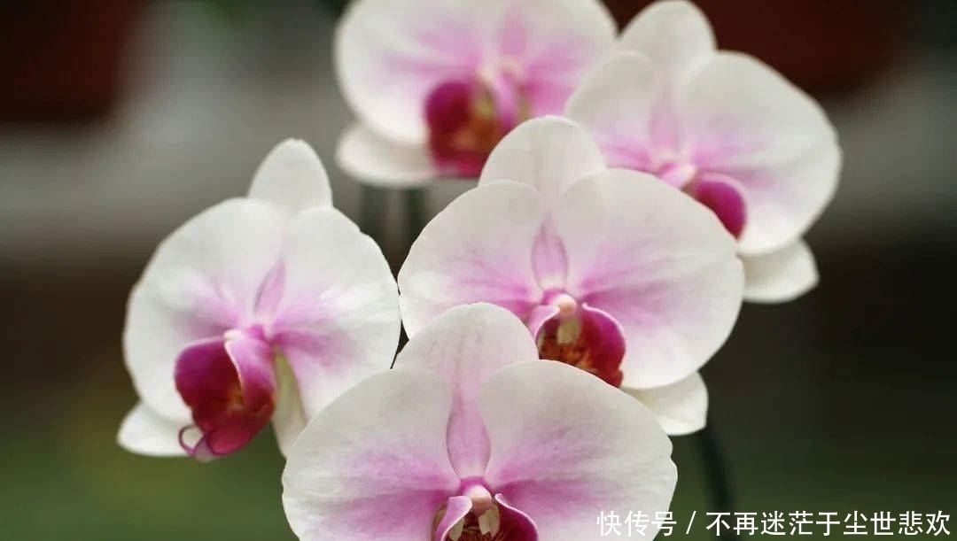 客厅花草别乱养，过年摆上这6种，添喜又添吉