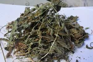 农村随处可见的野草,不但能清热祛湿,还能做成美食,你吃过吗