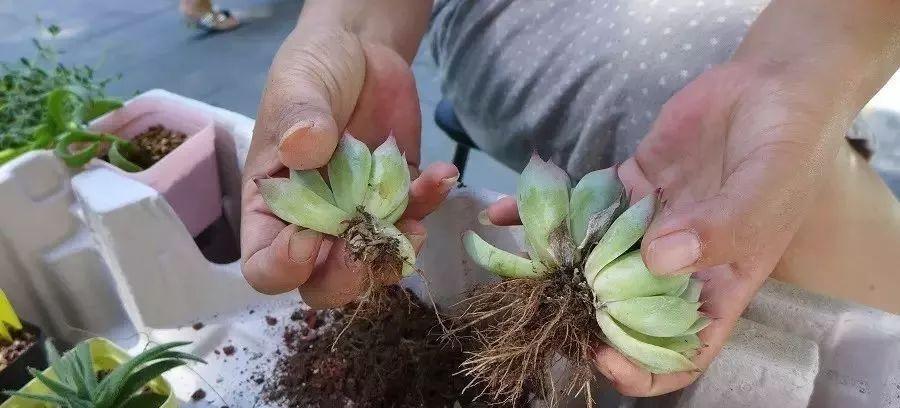 多肉修剪技巧,剪1根长1盆,再也不用在外面买了,划算
