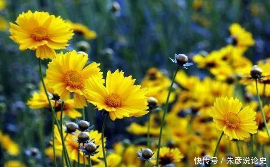 几款花卉形状特别，又显贵气，养在家里超合适的