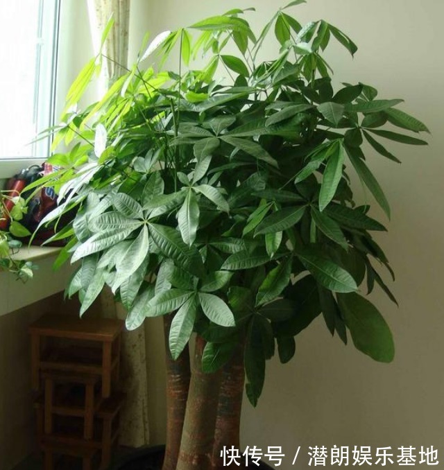 船花|4种“财运花”,漂亮贵气又好养,聚福纳财,新的一年财运旺!