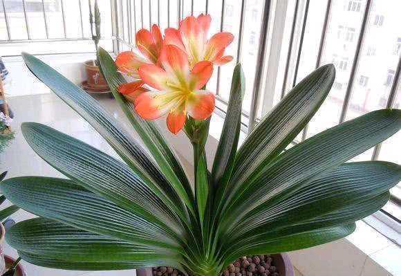 君子兰重在养根，水肥要注意，养出肉质根自然枝叶绿