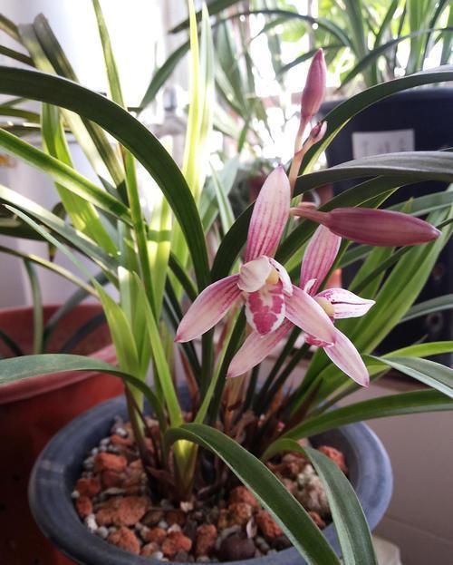 浇水|人养花,花亦养人,老祖宗的话不是没道理,室内要养“健康花”