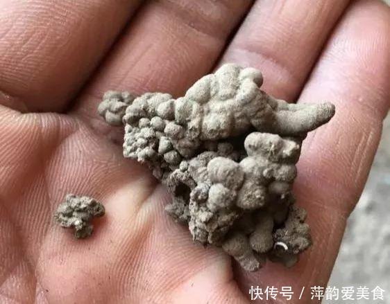 路边捡点它,开水一烫扔盆里,养花10年不烂根!