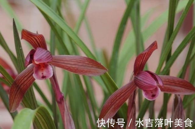 这款兰花，是“老花匠”的最爱，香味馥郁，越看越觉得美！