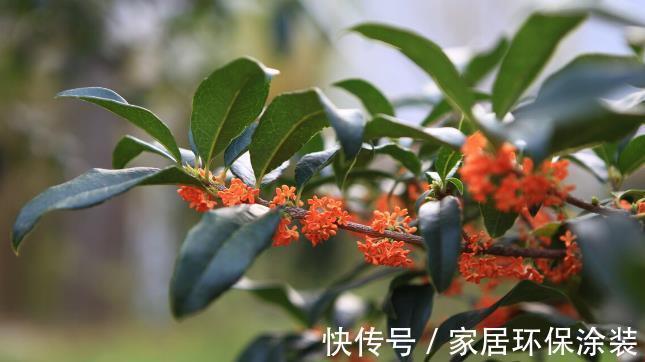 扶桑花|9月家里养上3种花,只要做好养护,就可以四季开花四季香