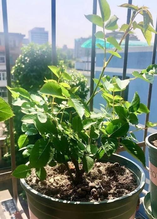 月季花株型总是长不好?学会正确的打顶方法株型长的正!