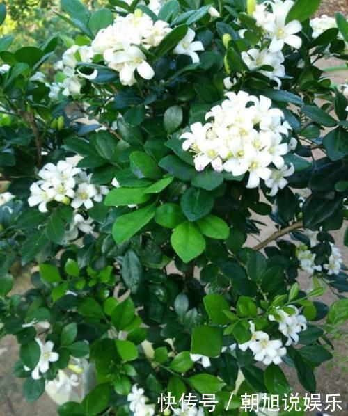 嫌吊兰不好看,不如养上“此花”,花期达半年,花香味能媲美香水