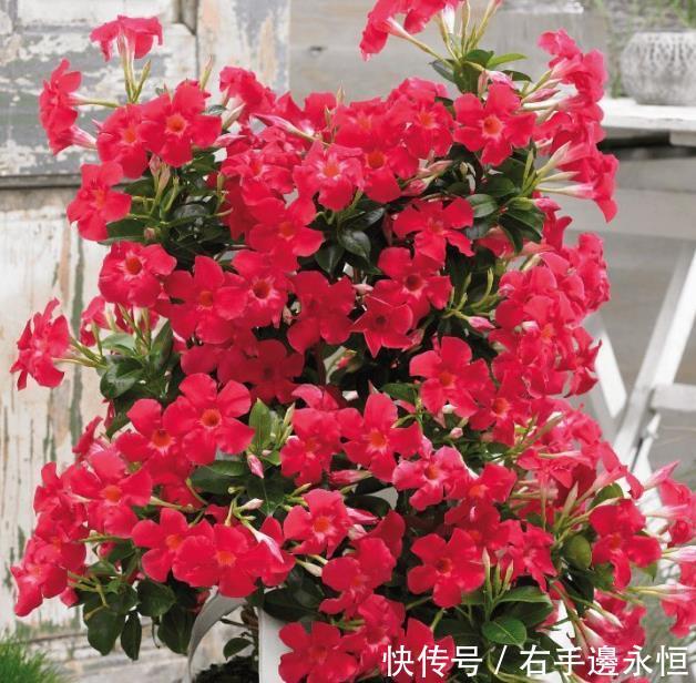 养花就养4种花,家里养一盆,满屋飘香,清新幽雅