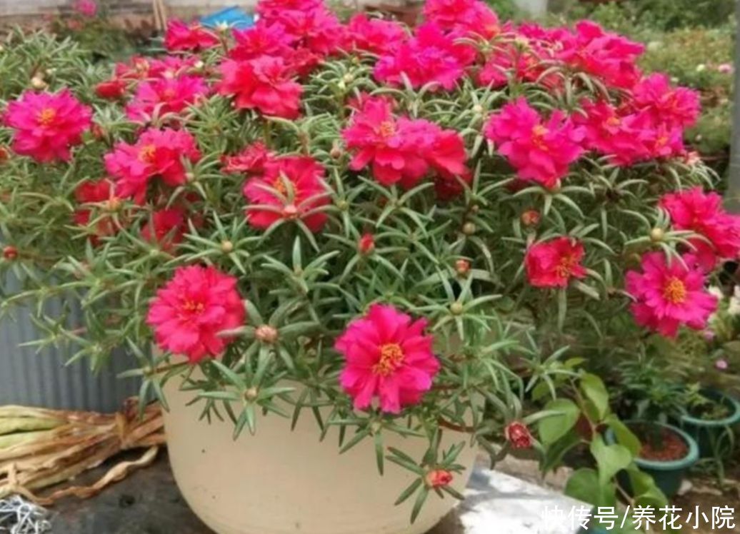 休眠|夏天5种花不休眠，天气越热，越能开花