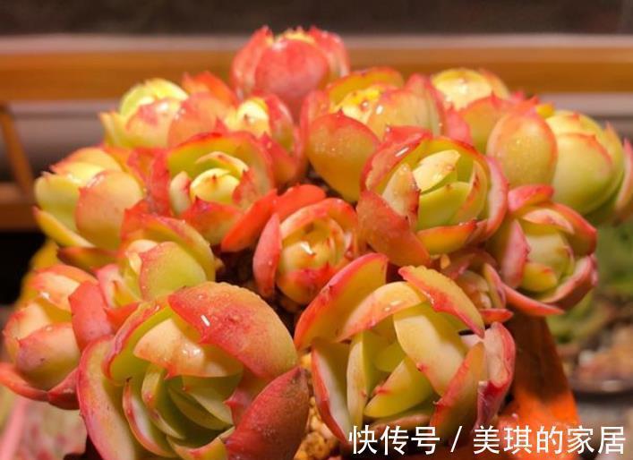 多肉碧桃|10月后养多肉碧桃,了解掌握4个要点,根茎健壮叶肥美