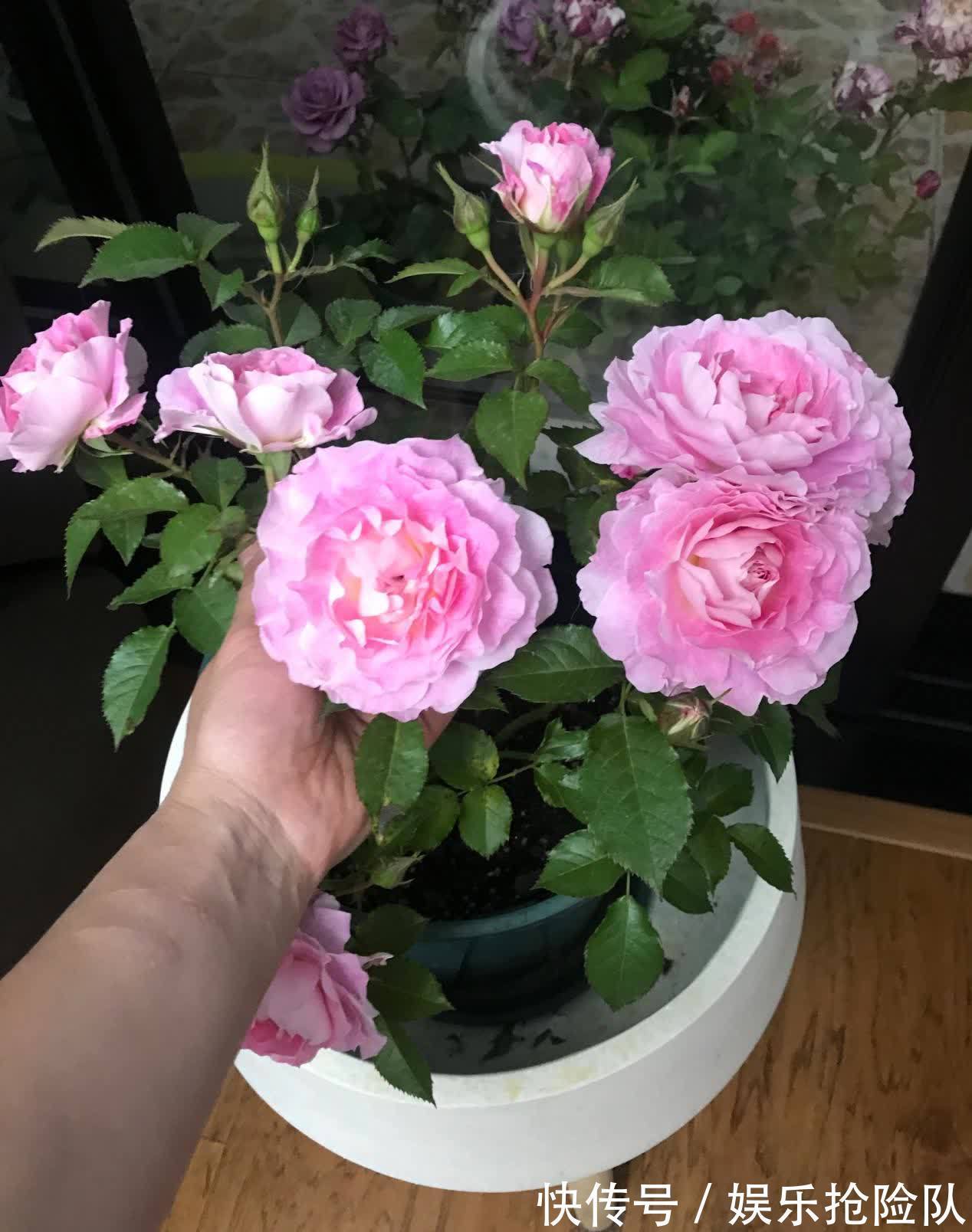 月季|养月季首选海神王阳台，9月把握住4点，花开一茬挨着一茬