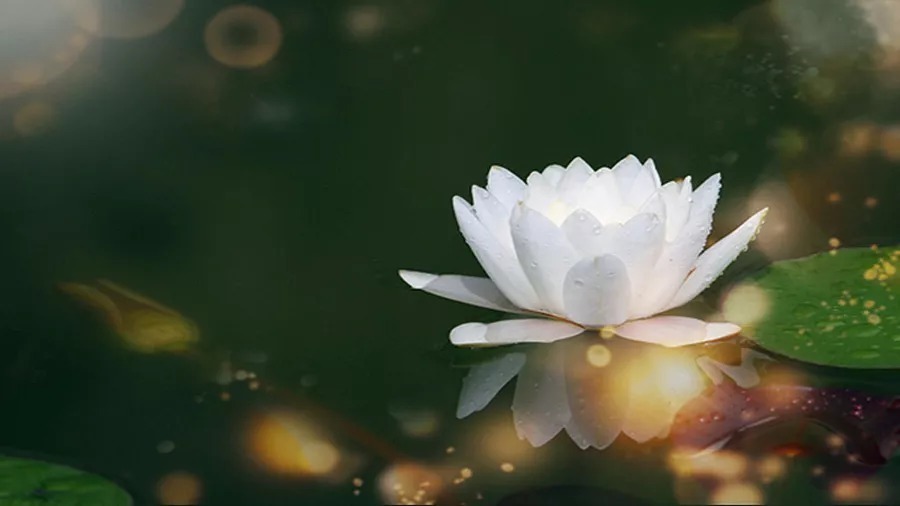 洗手水|厚道之人,必有厚福( 好文 )