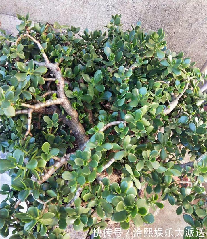 玉树|在家养玉树，记得每月砍一刀，半年长成老桩！